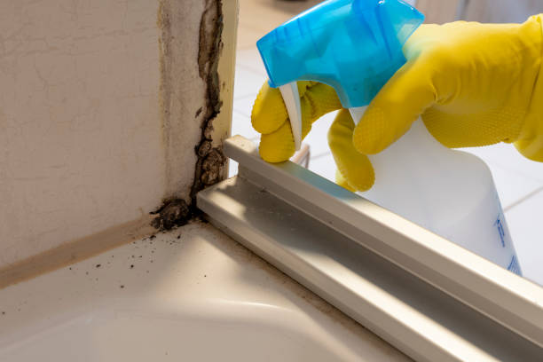 Best Commercial Mold Remediation in Rockfish, NC