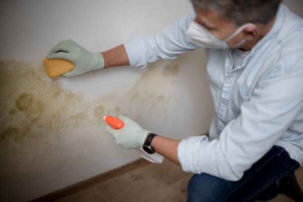 Professional Mold Remediation in Rockfish, NC